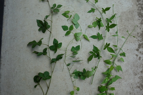 21 6 10 つる性の雑草 21 6 10 つる性の雑草